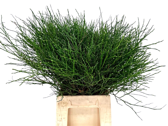 <h4>VACC HUCKLEBERRY BS</h4>