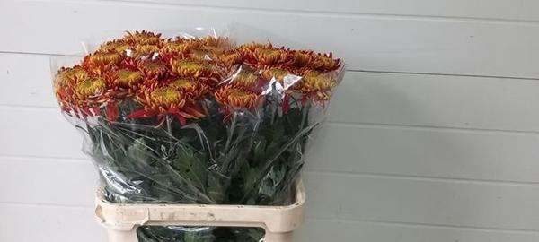 <h4>CHR G TOM PEARCE</h4>