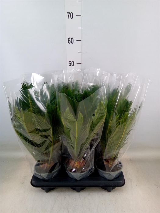 <h4>Cycas revoluta</h4>