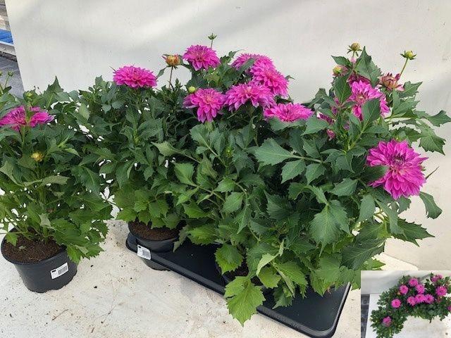 <h4>DAHL D LISA DAR PINK</h4>