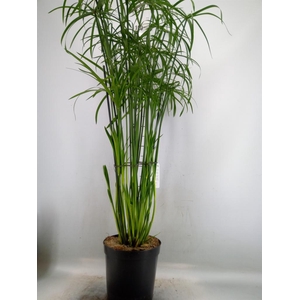 Cyperus   ...