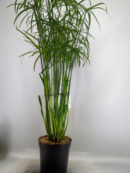 <h4>Cyperus   ...</h4>