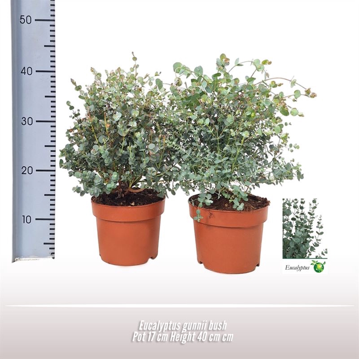 <h4>Eucalyptus gunnii struik</h4>