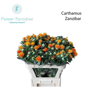 CARTH T ZANZIBAR