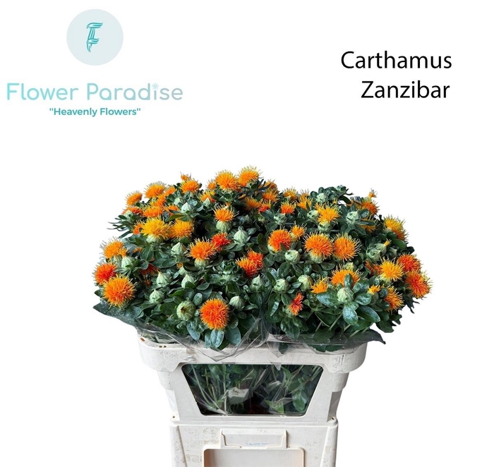 <h4>CARTH T ZANZIBAR</h4>