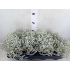 Leucophyta brownii 'Whimsy Silv'