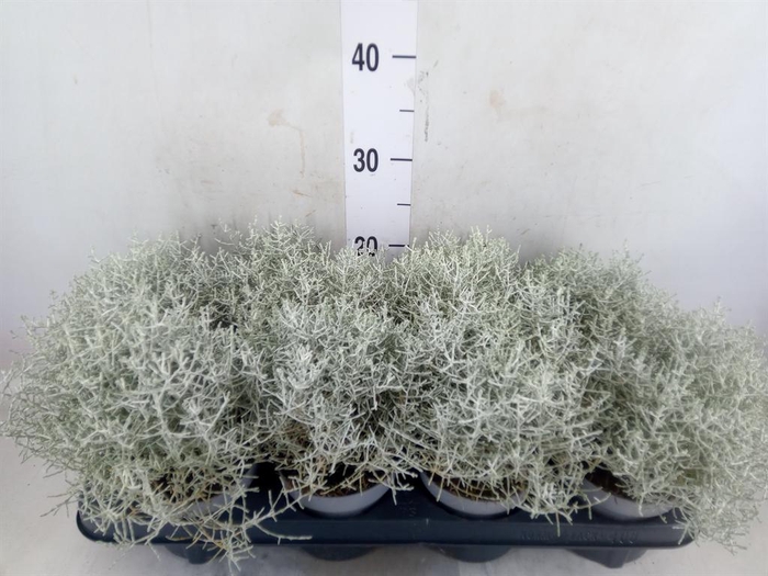 <h4>Leucophyta brownii 'Whimsy Silv'</h4>