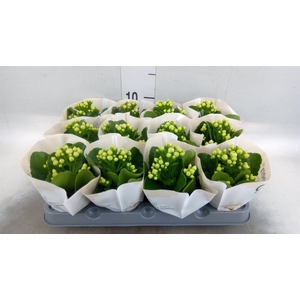 Kalanchoe  'MoreFlow Paris'