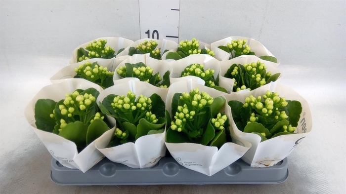 <h4>Kalanchoe  'MoreFlow Paris'</h4>