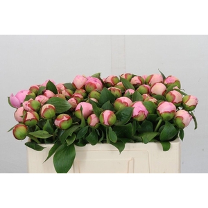 Paeonia angel cheeks