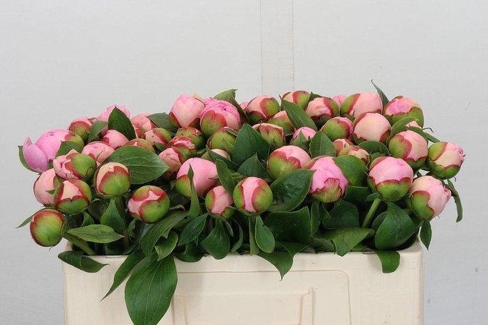<h4>Paeonia angel cheeks</h4>