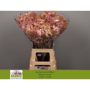 SYR HY MAIDENS BLUSH