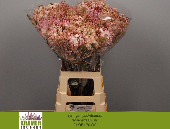 <h4>SYR HY MAIDENS BLUSH</h4>