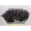 Limonium ov Safora Dark Blue