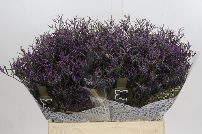 <h4>Limonium Safora Dark Blue</h4>