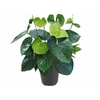 ANTH GREEN KING P17 PREMIUM