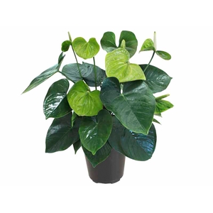 ANTH GREEN KING P17 PREMIUM