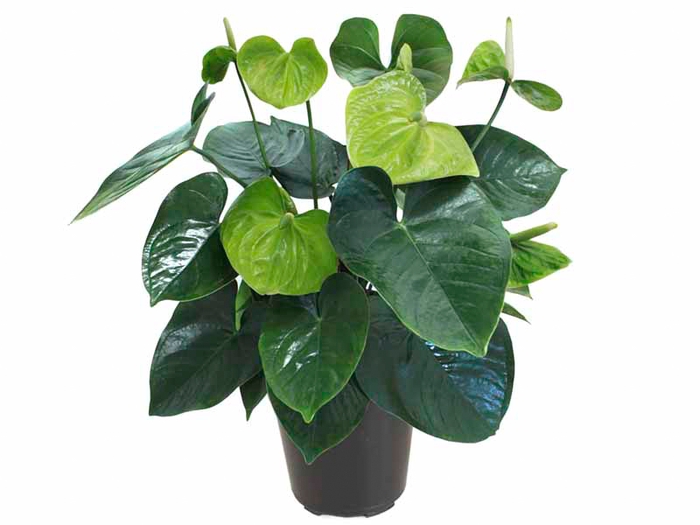 ANTH GREEN KING P17 PREMIUM