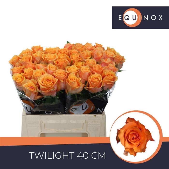 <h4>R GR TWILIGHT@</h4>
