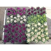 Brassica (sierkool) Mixk 1 Srt Per Tray