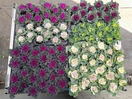 Brassica (sierkool) Mixk 1 Srt Per Tray