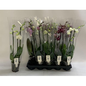 PHAL GEM