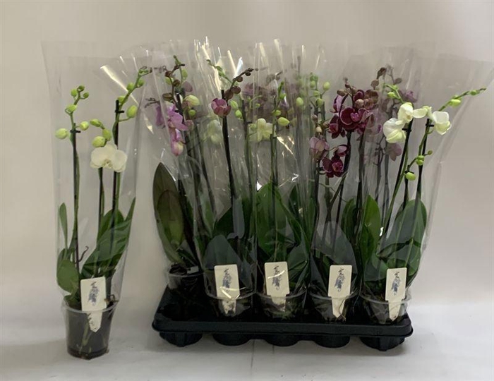 <h4>PHAL GEM</h4>