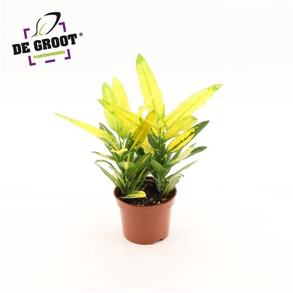 <h4>Codiaeum variegatum kleinbladig 'Sunny Star'</h4>