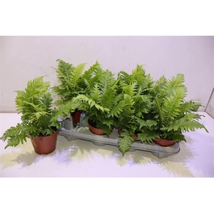 arr8 Blechnum Silver Lady