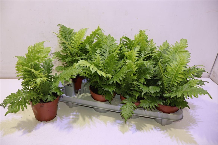 <h4>Blechnum Silver Lady</h4>