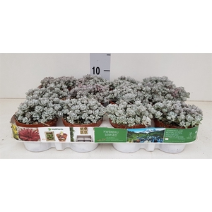 Sedum spathulifolium 'Cape Blanco'
