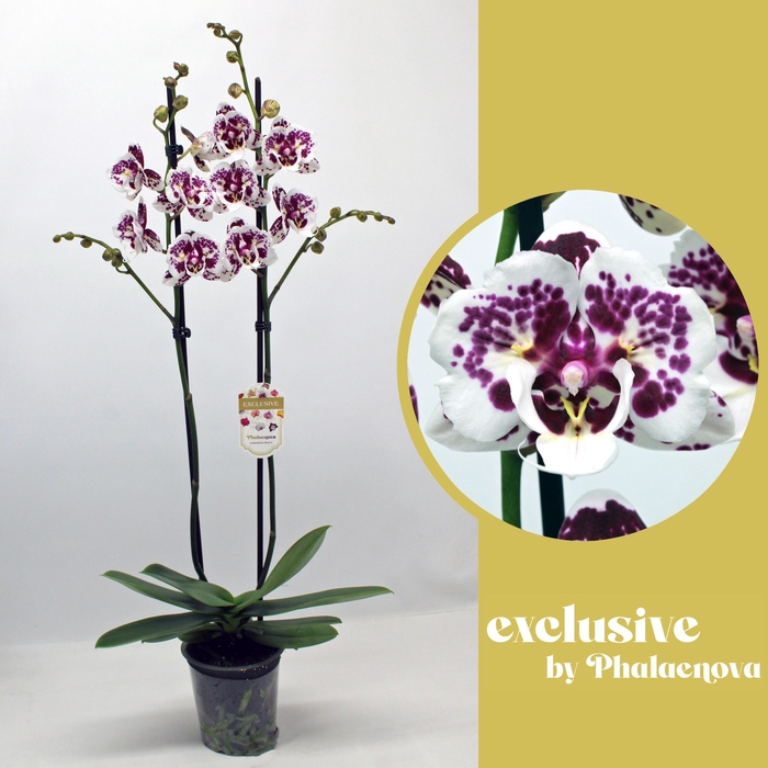 <h4>PHAL OV</h4>