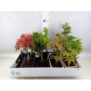 Bonsai   ...mix