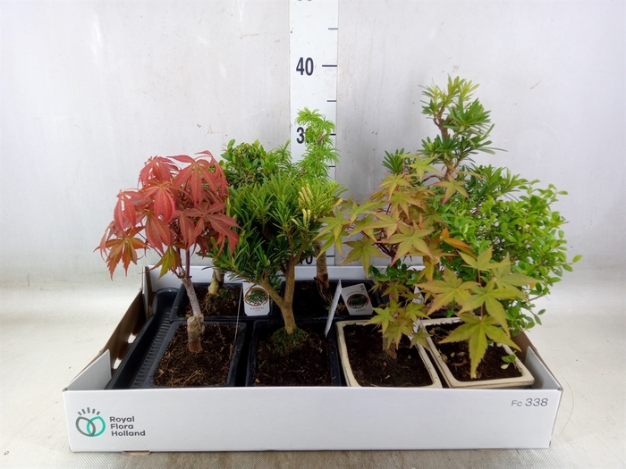<h4>Bonsai   ...mix</h4>