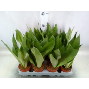 Sansevieria trifa. 'Moonshine'
