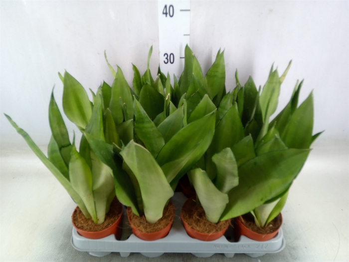 <h4>Sansevieria trifa. 'Moonshine'</h4>
