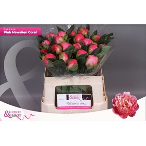 Paeonia Pink Hawaiian Coral | Heavy Quality