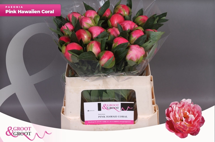 <h4>Paeonia Pink Hawaiian Coral | Heavy Quality</h4>