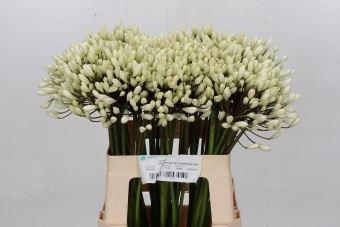 Agapanthus  'Barcelona'