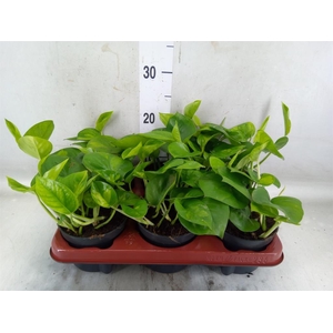 Epipremnum pinn. 'Global Green'