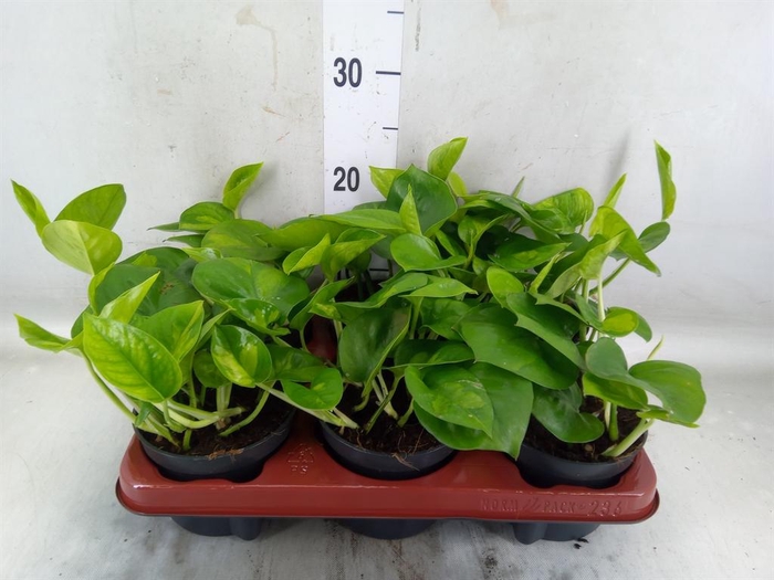 <h4>Epipremnum pinn. 'Global Green'</h4>