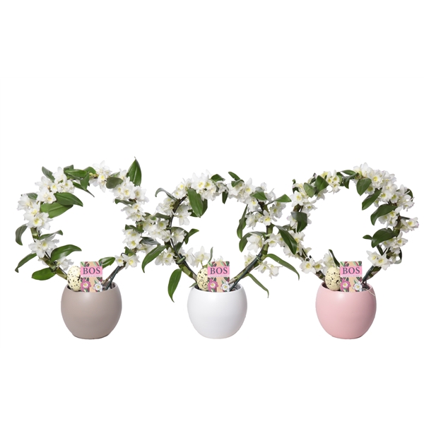 <h4>Dendr Bow Lisa Love White</h4>
