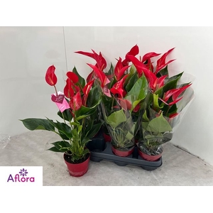 Anthurium Banderola Roja 10,5Ø 15cm 7fl