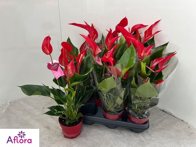 Anthurium Banderola Roja 10,5Ø 15cm 7fl