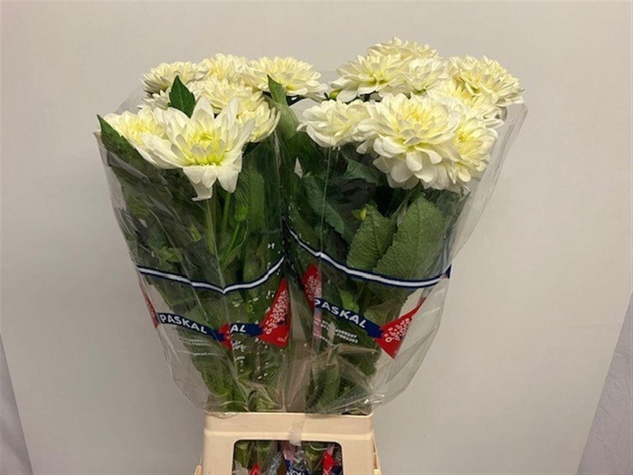 <h4>DAHL WHITE BALLET</h4>