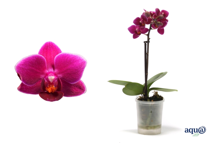 <h4>Phal Tiny Dolls Purple Princess 1T7+ Aqu@</h4>
