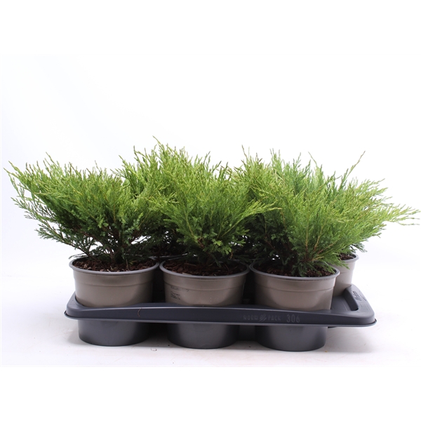 <h4>Juniperus horizontalis 'Andorra Compact'</h4>