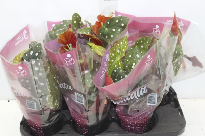 <h4>BEGONIA MACULATA P13 PO</h4>