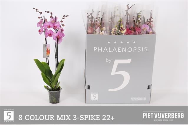 <h4>PHAL GEM 8 KL</h4>