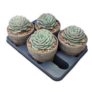 ECHEVERIA ATLANTIS IN TERRACOTTA POT Ø 15 - TRAY 4 PCS (SUCCULENTEN)